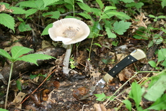 Amanita ceciliae