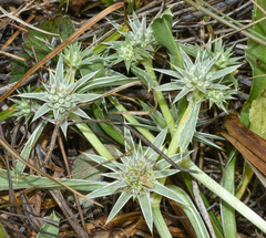 Eryngium armatum