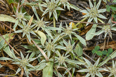 Eryngium armatum