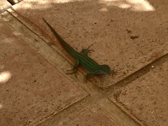 Podarcis pityusensis