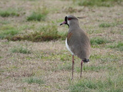 Vanellus chilensis