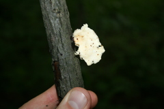 Neofavolus americanus