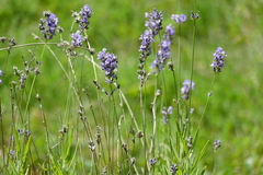 Lavandula angustifolia