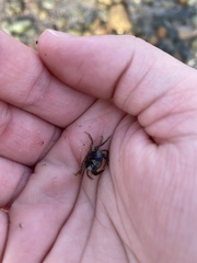 Hemigrapsus sanguineus