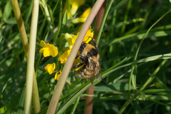 Bombus distinguendus