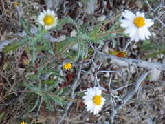 Melampodium cinereum