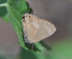 Electrostrymon denarius