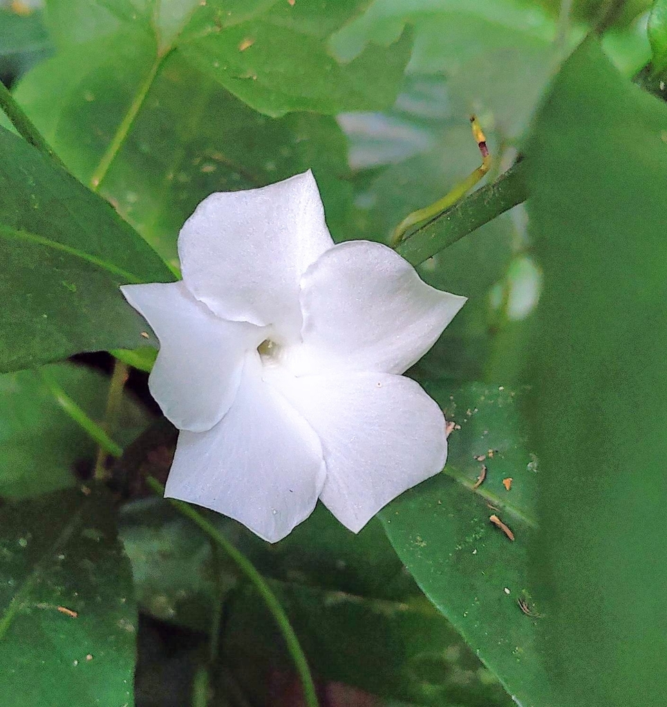 Callichilia basileis