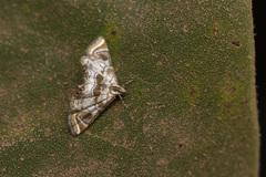 Lepidoptera