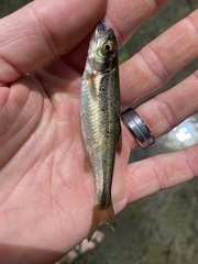 Richardsonius balteatus