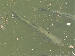 Squalius vardarensis