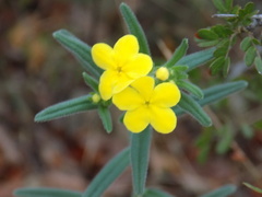 Lithospermum mirabile