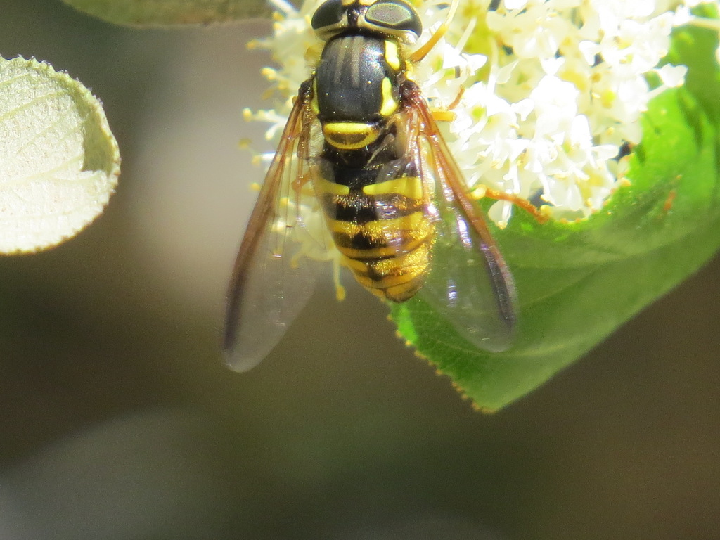 Meadow Flies from Sierra County, CA, USA on June 15, 2021 at 0356 PM