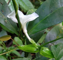 Callichilia