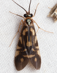 Macrostemum carolina