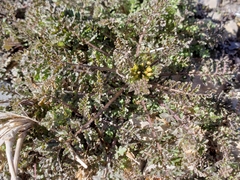 Descurainia sophioides