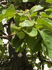 Diospyros kaki