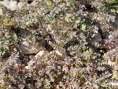 Descurainia sophioides