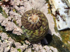Cantharidinae