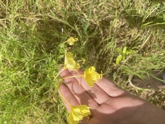 Oenothera heterophylla