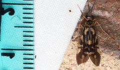 Macrostemum carolina