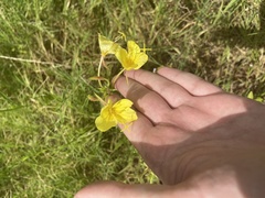 Oenothera heterophylla