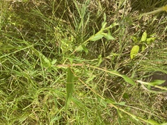 Oenothera heterophylla