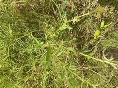 Oenothera heterophylla