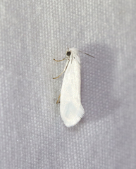 Tegeticula yuccasella