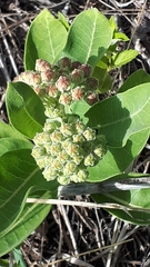 Asclepias ovalifolia