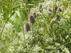 Dipsacus fullonum