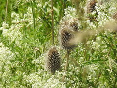Dipsacus fullonum