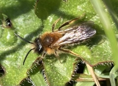 Andrena scotica
