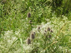 Dipsacus fullonum