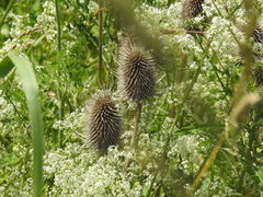 Dipsacus fullonum