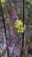Ivesia campestris