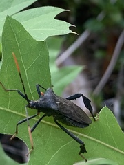 Acanthocephala terminalis