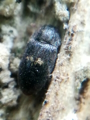 Biphyllus lunatus