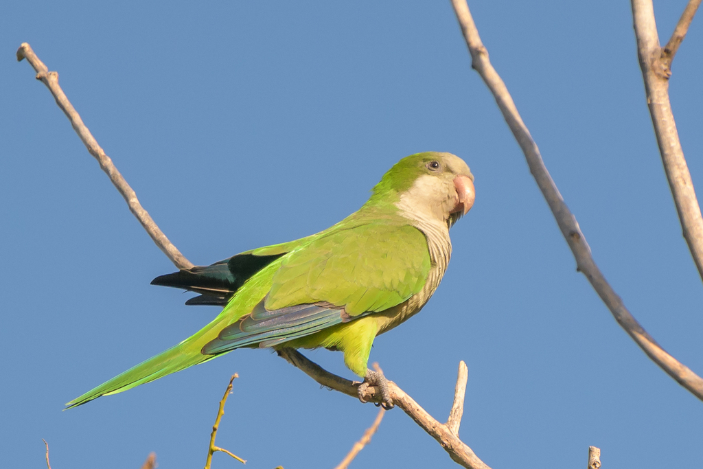 Monk Parakeet