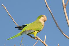 Monk Parakeet photo 1
