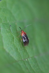 Rhinocapsus rubricans