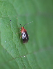 Rhinocapsus rubricans
