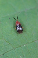 Rhinocapsus rubricans