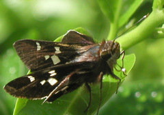 Thespieus macareus
