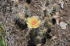 Opuntia fragilis