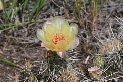 Opuntia fragilis