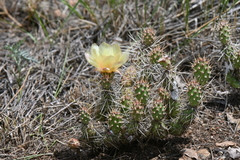 Opuntia fragilis