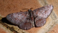 Rikiosatoa