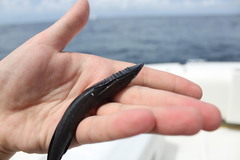 Remora remora