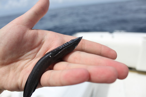 Hardfin marlinsucker (Remora osteochir) — Echeneidae — 2